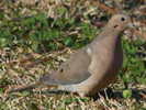 dove,%20mourning%2003-27