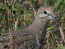 dove,%20mourning%2004-25b%20juvenile