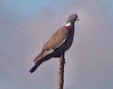 woodpigeon
