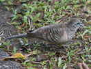 dove,%20peaceful%20Cairns%201