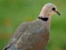 Dove,%20Red-eyed%20Andries%20Oberholzer