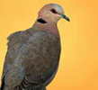 Dove,%20Red-eyed%20Braam%20Collins