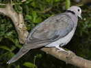 Dove,%20Ring-necked%20Awie%20Badenhorst