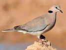 dove,%20ring-necked%20Nico%20Smit