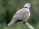 dove,%20ring-necked%2011-28%20a