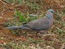 dove,%20spotted%2005-24%20b