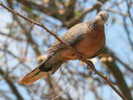 Dove,%20Spotted%2006-05-2009a%20Kauai