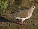 Dove,%20White-tipped%20Stubblefield%20Photography%202