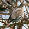 dove,%20white-winged%20John%20Ennis%201