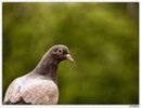 Hello_Birdie_by_RajChe