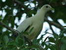 imperial-pigeon,%20pied%20q1