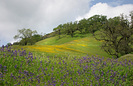 Spring_Landscape_1_-_Mendocino_County