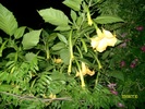 SANY2350