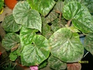 SANY2683