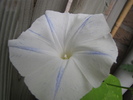 Ipomoea Carnivale 21 aug 2010