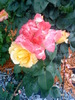 02 (27)