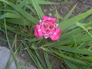 21.08.2010 tigridia roz