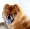 Chow Chow