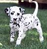 Dalmatian