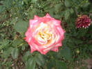 trandafir(nu stiu cum se numeste)