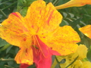 mirabilis