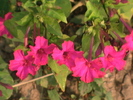 mirabilis