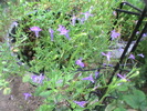 lobelia