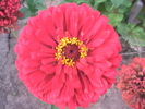 carciumareasa