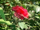 SANY1833