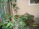 SANY2716
