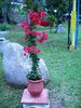 DSCN7006