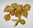 Tomatillo