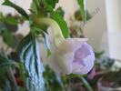 Achimenantha Blue David 1