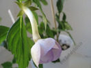 Achimenantha Blue David 2