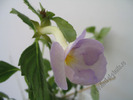 Achimenantha Blue David 5