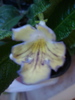 DSC00919