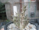 Caralluma hesperidum