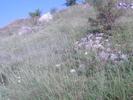 istrita 2010