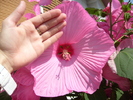 hibiscus moscheutos