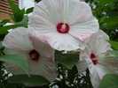 Hibiscus Moscheutos XXL alb