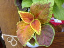 Coleus 2010
