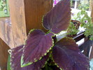 Coleus 2010