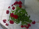 Red dream