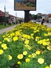 DSC09465