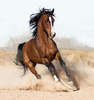 arabian-horse8