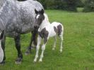 horse7885-1