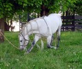 iggybow