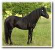 im739212984-asturcon1