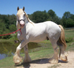 KING-Left-walk07-20-09-035-