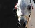Mishaal1